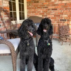 Meet your Posher, Stephanie